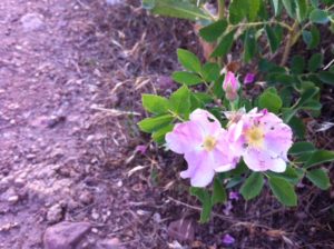 image description: two wild roses and rose bud along dirt path. image copywrite: Mo Bankey