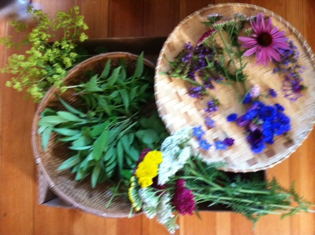image description: round basket of sage leaves; round basket of blue, pink, and purple flowers; green lady's mantle flowers; and white, yellow, and pink yarrow flowers; all against a honey colored wood floor. image copyright: Mo Bankey