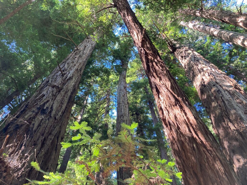 image description: redwood trees as viewed from below. Spots of blue sky beyond tree canopy. 
image copyright: Mo Bankey
