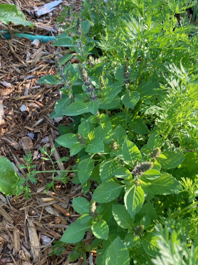 image description: garden with tulsi plants next to carrot greens and mulch. image copyright: Mo Bankey